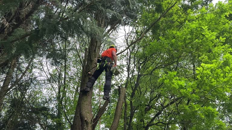 Best Palm Tree Trimming  in Lafayette, TN