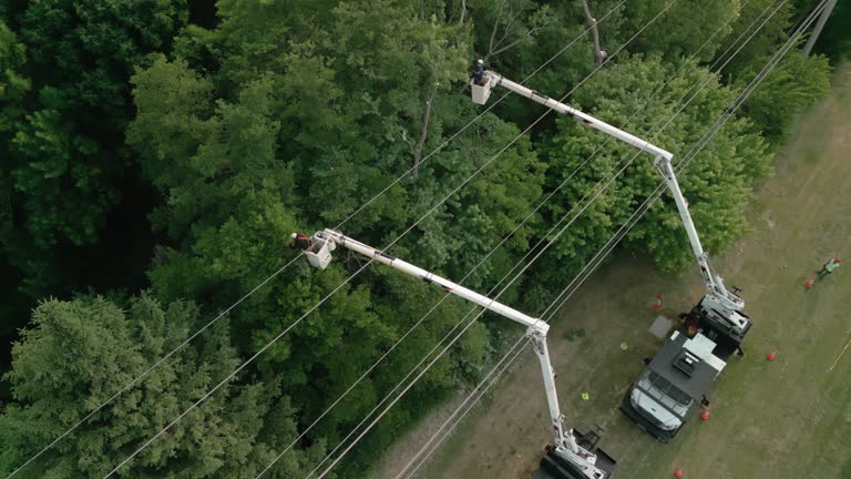 Best Fruit Tree Pruning  in Lafayette, TN