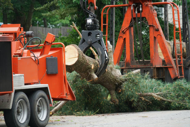 Best Tree Health Inspection  in Lafayette, TN